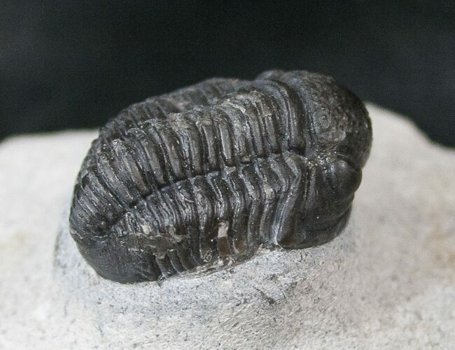 Bargain Gerastos Trilobite Fossil #15403